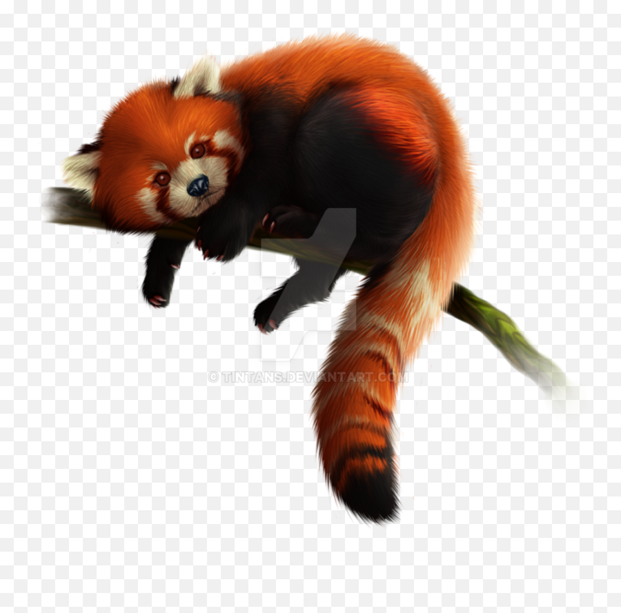 The Most Edited Redpanda Picsart Emoji,Facebook Emoticon Red Panda