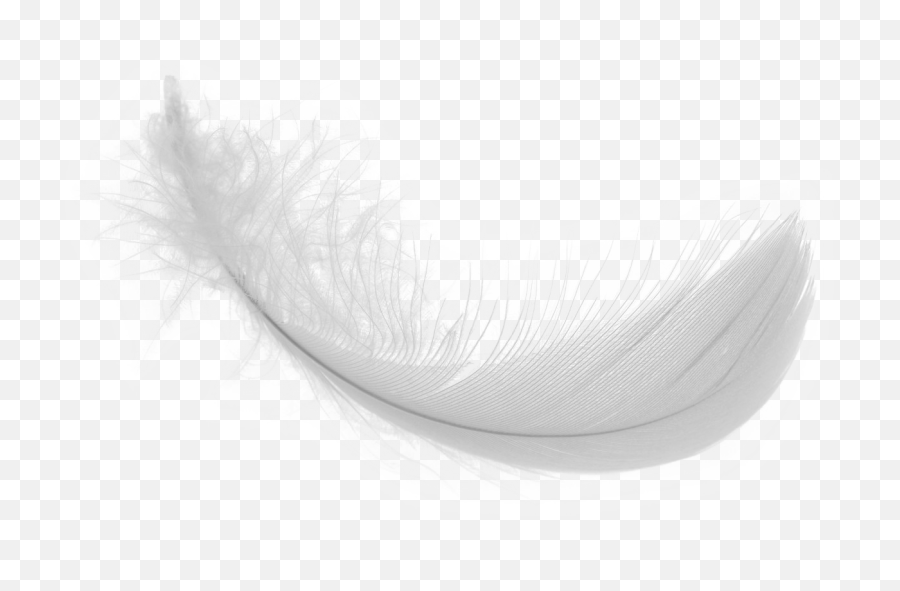 White Feather Png Download Image Png Arts Emoji,Feather Emojis