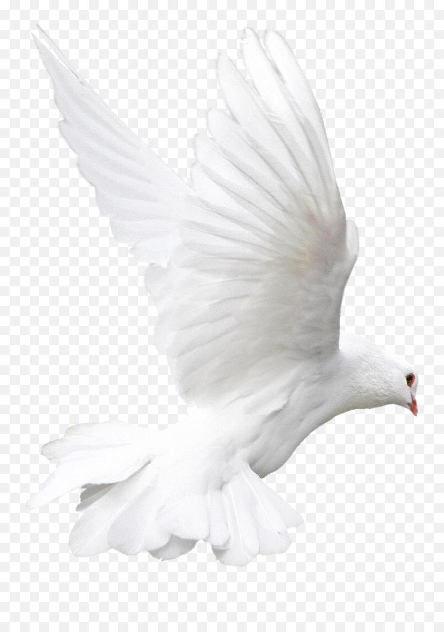 Pomba 15 - Disney Princesas Fotografia 39351530 Fanpop Flying Pigeon White Png Emoji,Emoji Quiz Resposta
