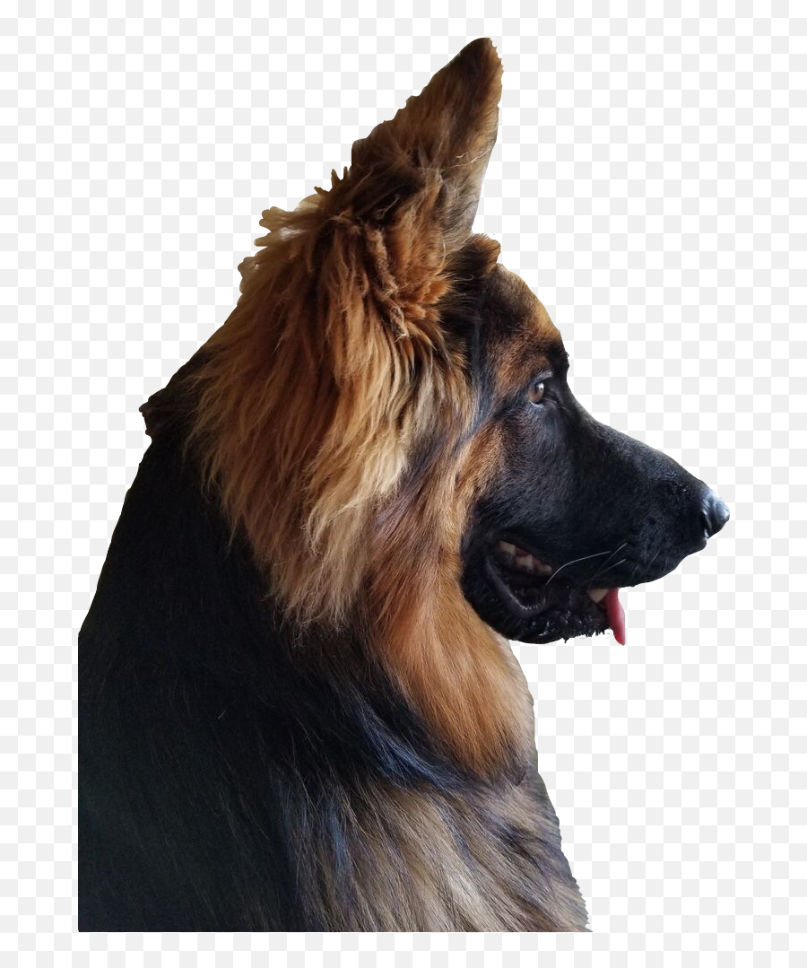 German Shepherd Dogs German Shepherd - Northern Breed Group Emoji,Scottie Dog Emoji