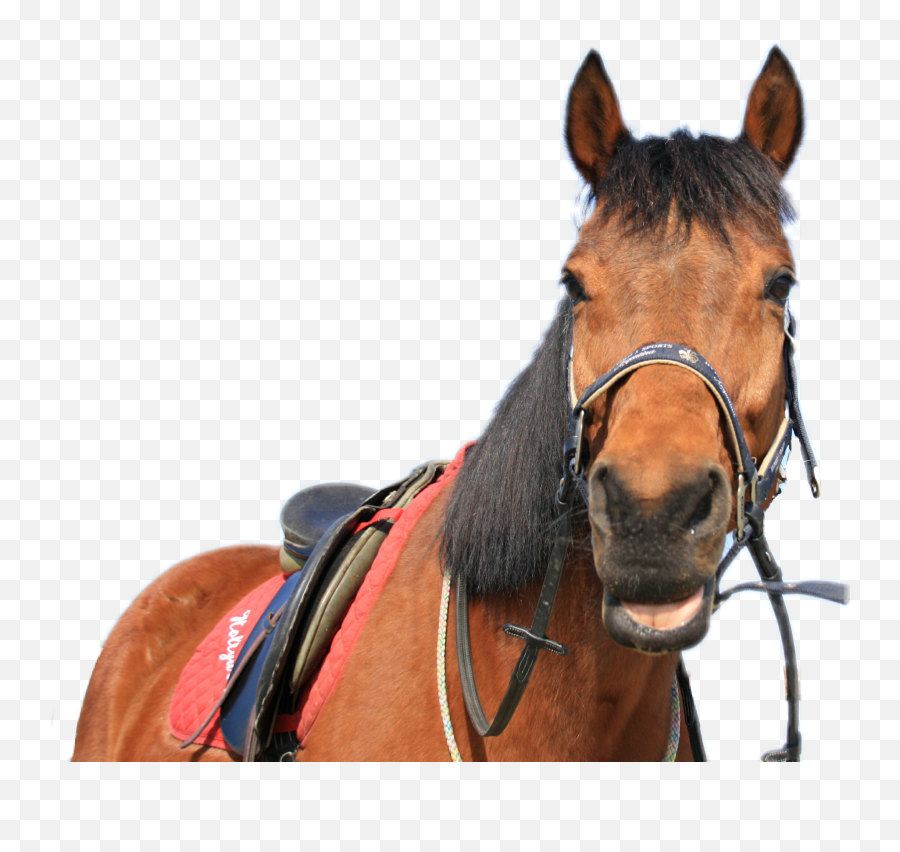 Trending - Halter Emoji,Racehorse Emoji