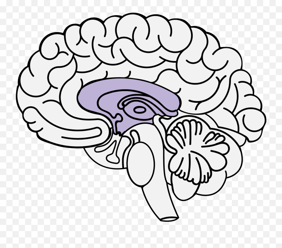 Limbic System - Brain Frontal Lobe Clipart Emoji,Part Of Brain For Emotion