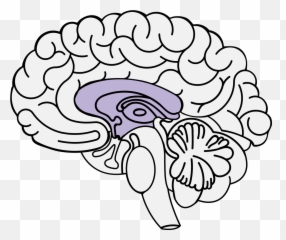 Limbic System - Brain Frontal Lobe Clipart Emoji,Part Of Brain For Emotion