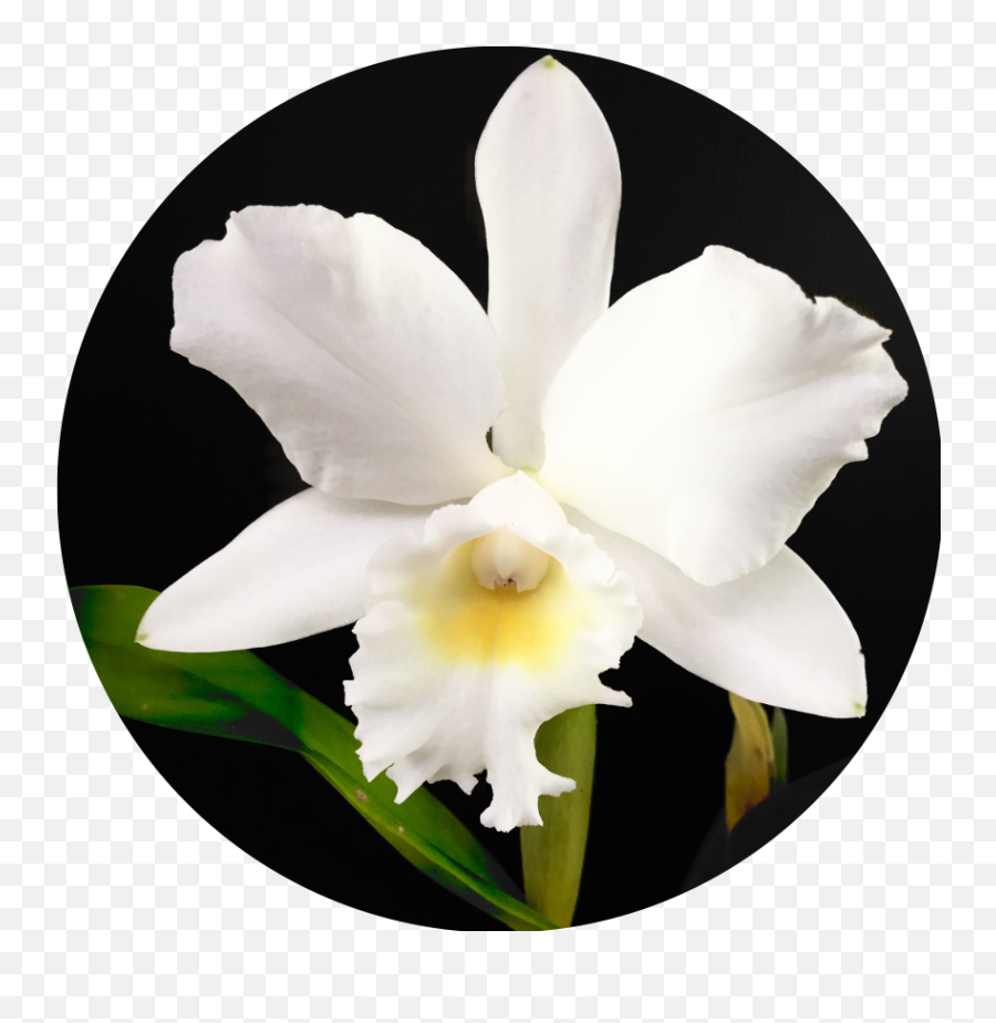 About The Author - Christmas Orchid Emoji,Emotions Are Capricious