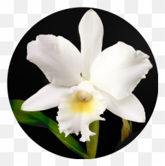 About The Author - Christmas Orchid Emoji,Emotions Are Capricious