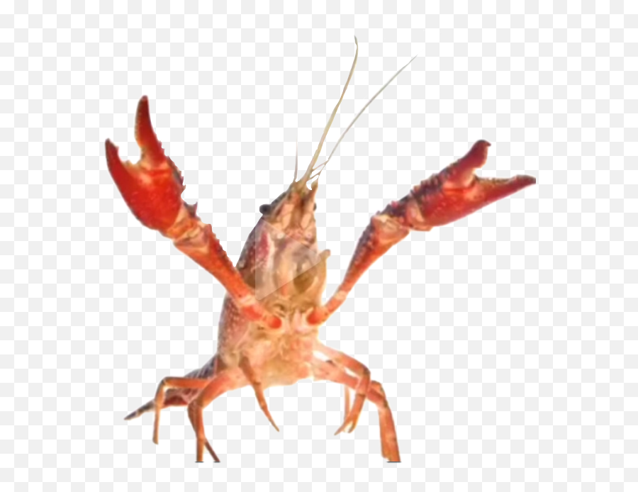 The Most Edited - Live Crawfish Emoji,Crawfish Emojis