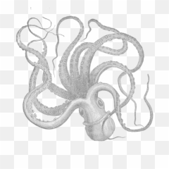 My Octopus Friend The Inky Pocket Emoji,Brain Octopus Emotions