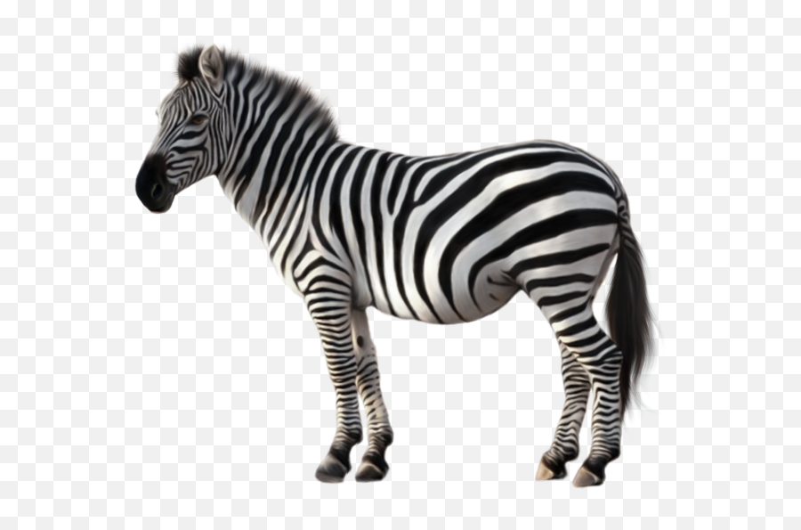 What Is It - Baamboozle Zebra Png Emoji,How To Get Zebra Emojis