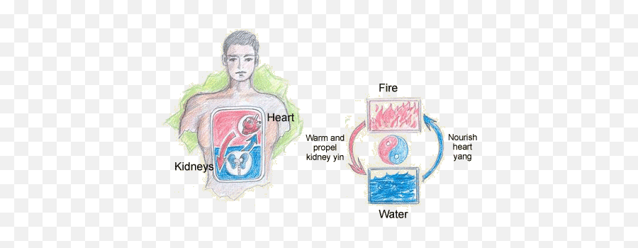 Kidneys Relationship Witht The Heart - Kidney And Heart Relationship Emoji,Kidney Meridian Emotions