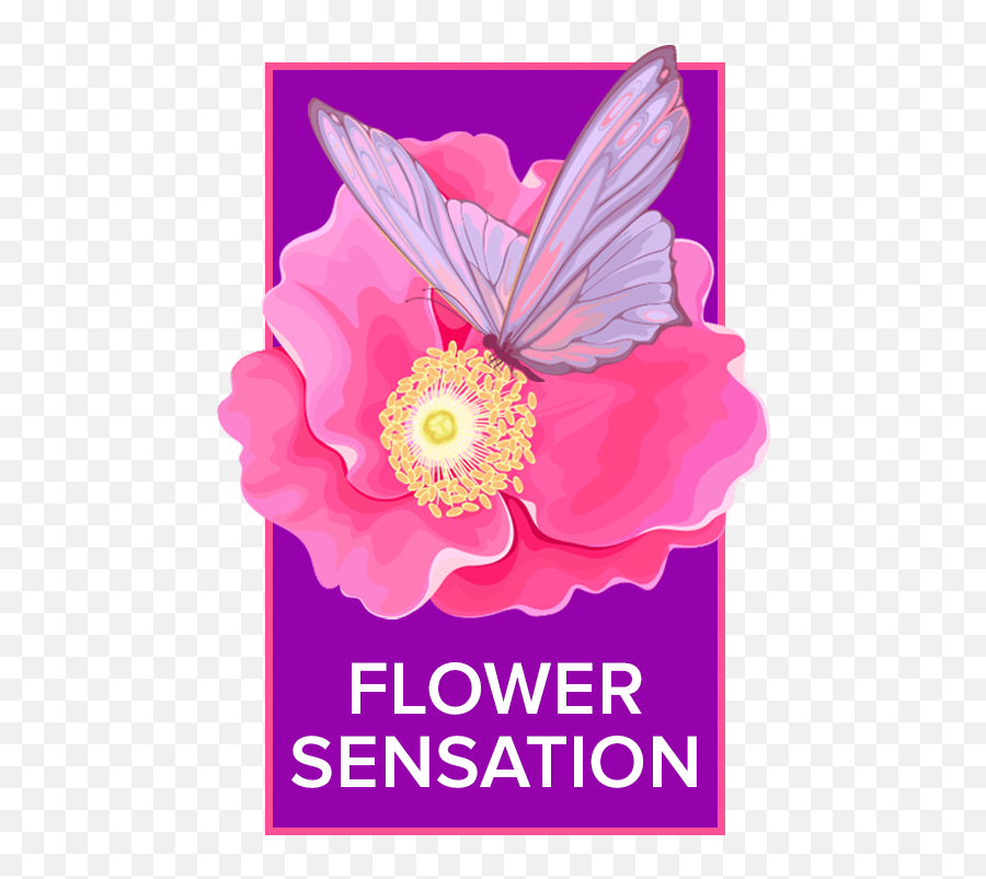 Motheru0027s Day Flowers Delivery Chula Vista Flower Sensation Emoji,Hearts Emotions Ftd