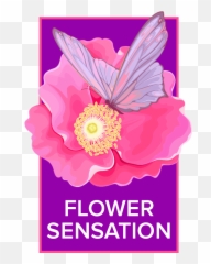Motheru0027s Day Flowers Delivery Chula Vista Flower Sensation Emoji,Hearts Emotions Ftd