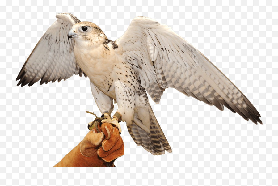 Falcon Transparent Background Png Png Arts Emoji,Falcons Emojis