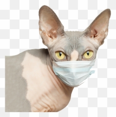 The Science Behind Silvervine An All - Natural Catnip Emoji,Which Emotion Are You Today White Cat