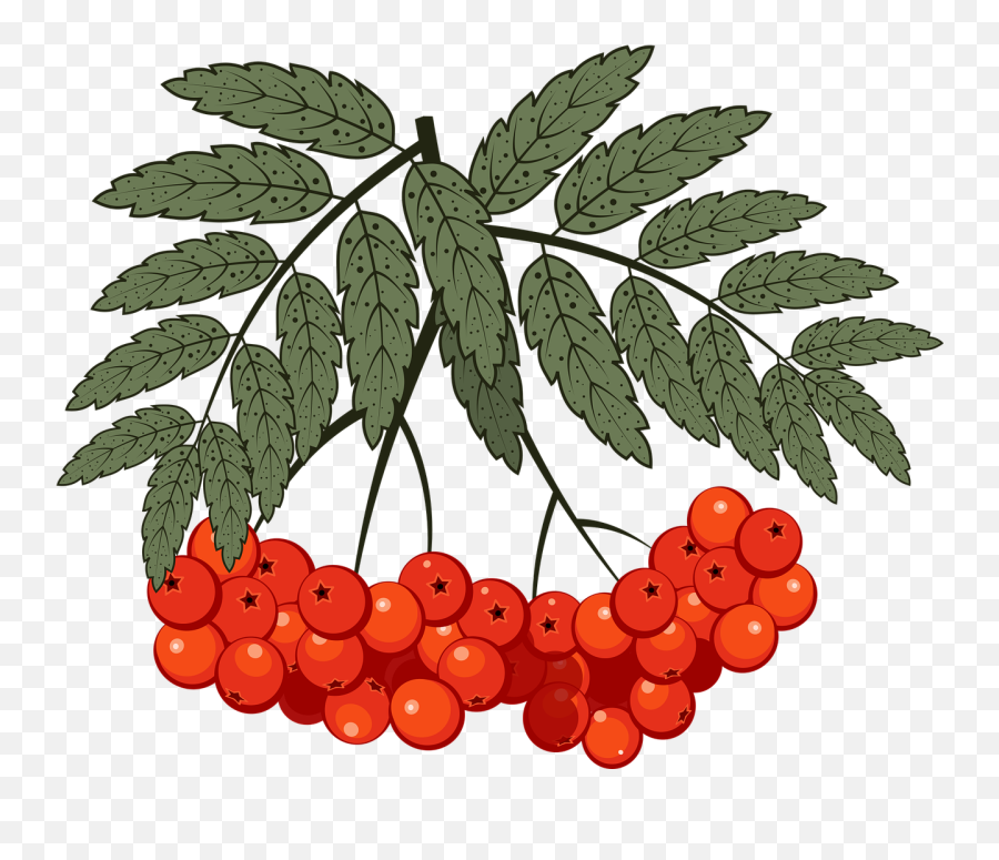 Berry Rowan Mountain Ash - Free Vector Graphic On Pixabay Emoji,Berry Emojis