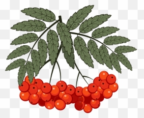 Berry Rowan Mountain Ash - Free Vector Graphic On Pixabay Emoji,Berry Emojis