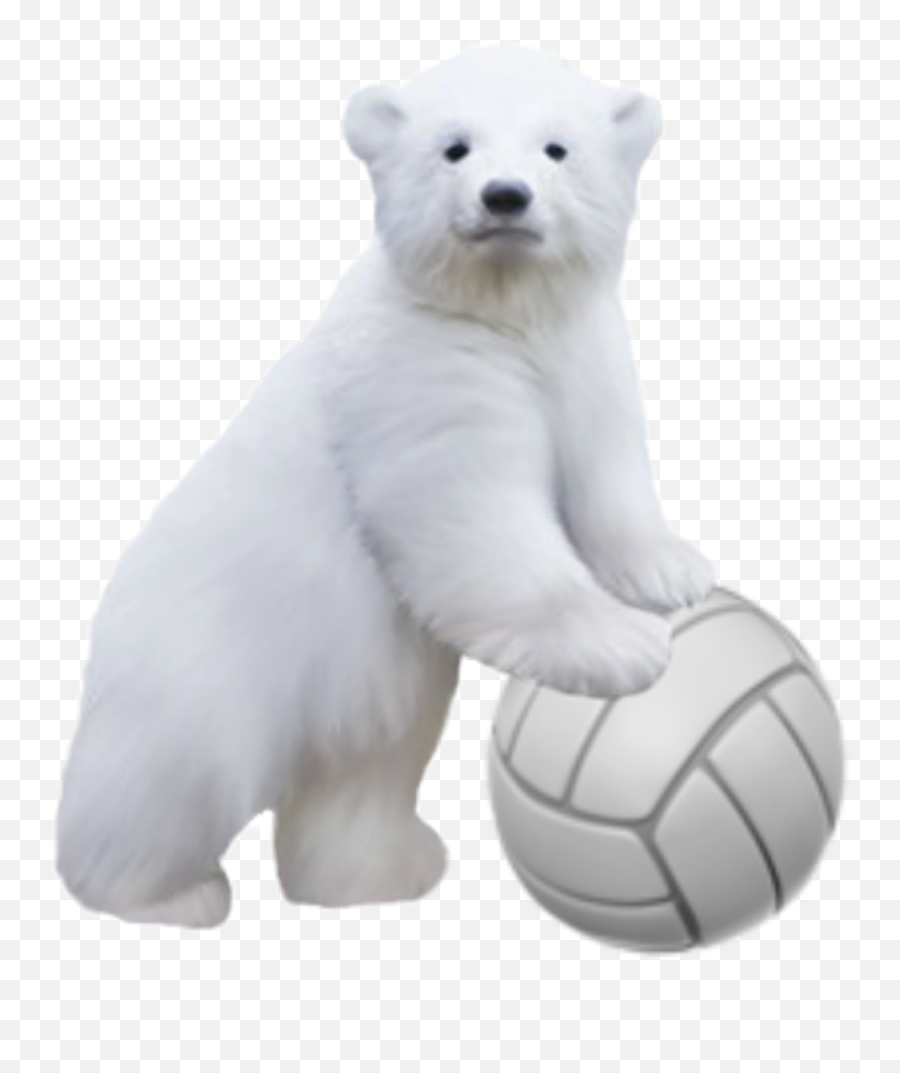 Polar Bear Sticker Challenge - Iphone Emoji,Kik Polar Bear Emoji