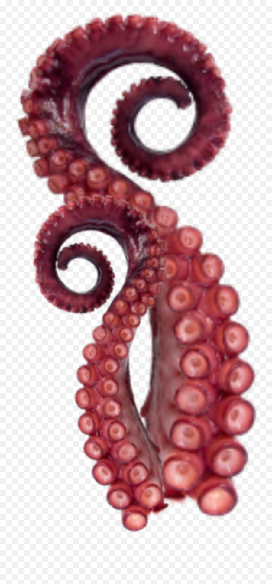 The Most Edited Octopus Picsart - Tentaculo De Pulpo Png Emoji,:octopus: Emoticon