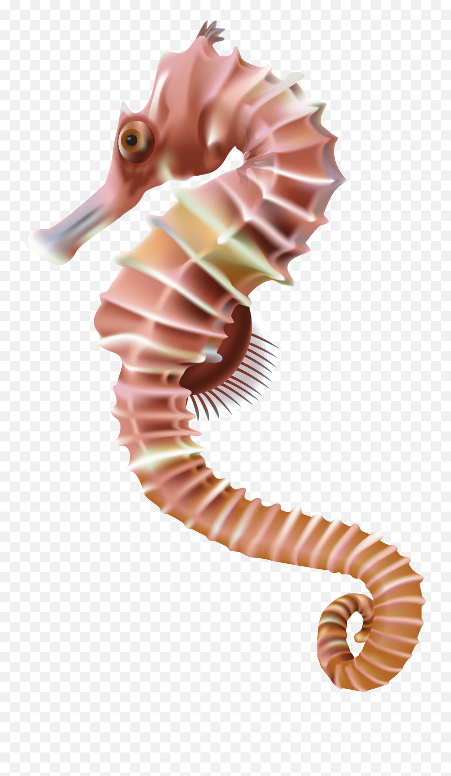 Seahorse Png - 10 Free Hq Online Puzzle Games On Transparent Sea Horse Png Emoji,Fish Horse Emoji