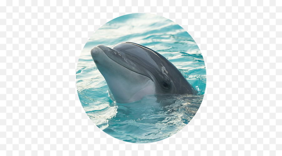 About Us Goodhuman - Delfines En El Mediterráneo Emoji,Rare Dolphin Emoticon