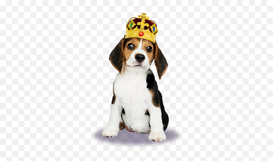 Truscott Animal Hospital - Mississauga Vet Oakville Animal Beagle Bow Tie Emoji,Beagle Puppy Emotions