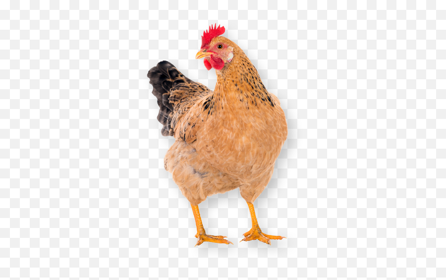 Hen House Pullets Egg Laying Chickens Sale - Chicken Picture Free Download Emoji,Facebook Emotions Chickens