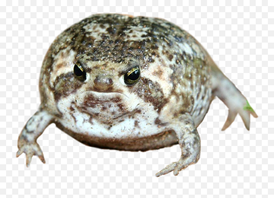 Frog Cute Round Toad Unit - No Talk Me Angy Frog Emoji,Spadefoot Toad Emotion