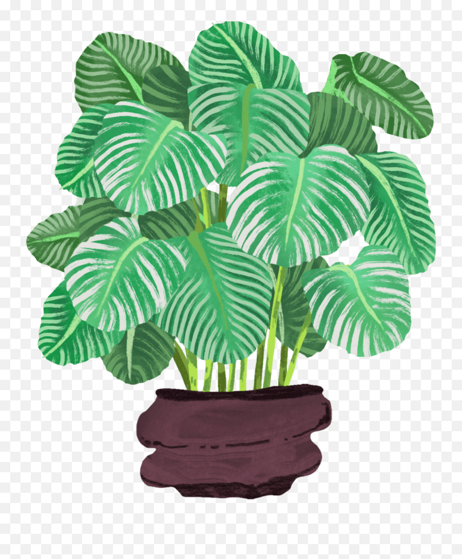 Calathea Orbifolia Plant Care Guide Emoji,Plant Emoji In Pot