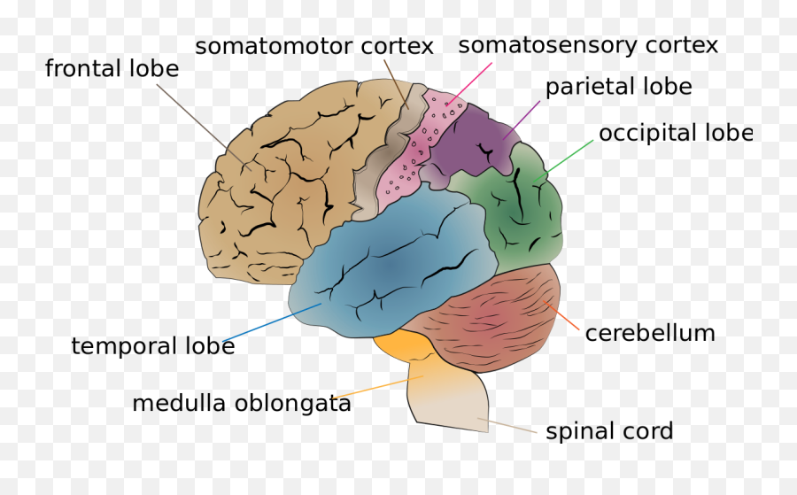 Temporal Brain Lobe - Part Of Your Brain Makes You Laugh Emoji,Part Of Brain For Emotion