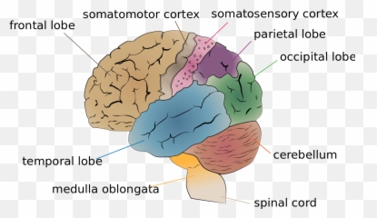 Temporal Brain Lobe - Part Of Your Brain Makes You Laugh Emoji,Part Of Brain For Emotion