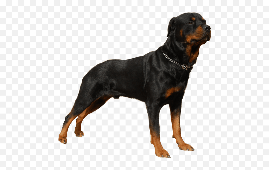Rottweiler - Mastiff Black Dogo Argentino Emoji,Dogs Display Human Emotions