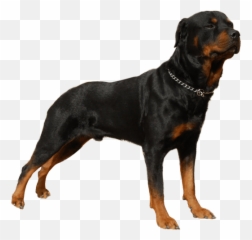 Rottweiler - Mastiff Black Dogo Argentino Emoji,Dogs Display Human Emotions