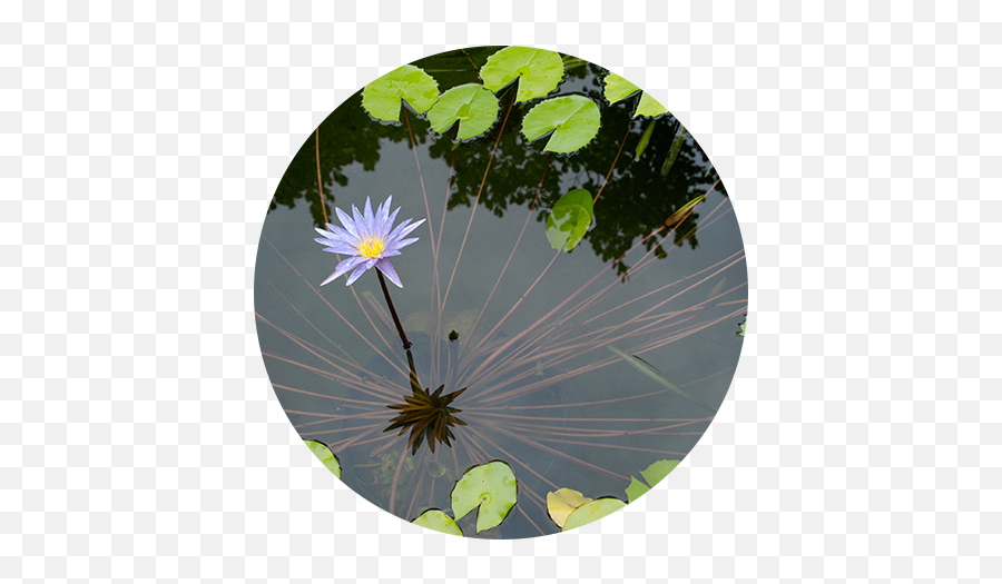 Pond Cleaning Daytona - Emergent Vegetation Emoji,Emoji Pond Florida