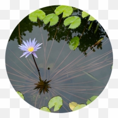 Pond Cleaning Daytona - Emergent Vegetation Emoji,Emoji Pond Florida