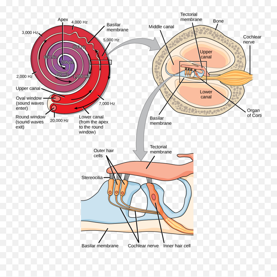 83 Special Senses - Medicine Libretexts Sound Transduction Emoji,Umami The Fifth Emotion