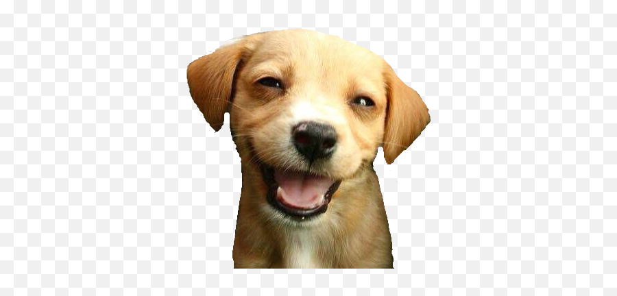 Submitted The Baslit Emote To Bttv - Cute Dogs Smiling Emoji,Dog Emoticon Yawning