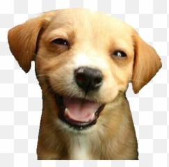 Submitted The Baslit Emote To Bttv - Cute Dogs Smiling Emoji,Dog Emoticon Yawning