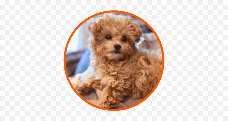 Poodle Mixes U2013 Guide Sizes Shedding Faq U0026 List Of Poodle Emoji,White Toy Poodle Emoticon