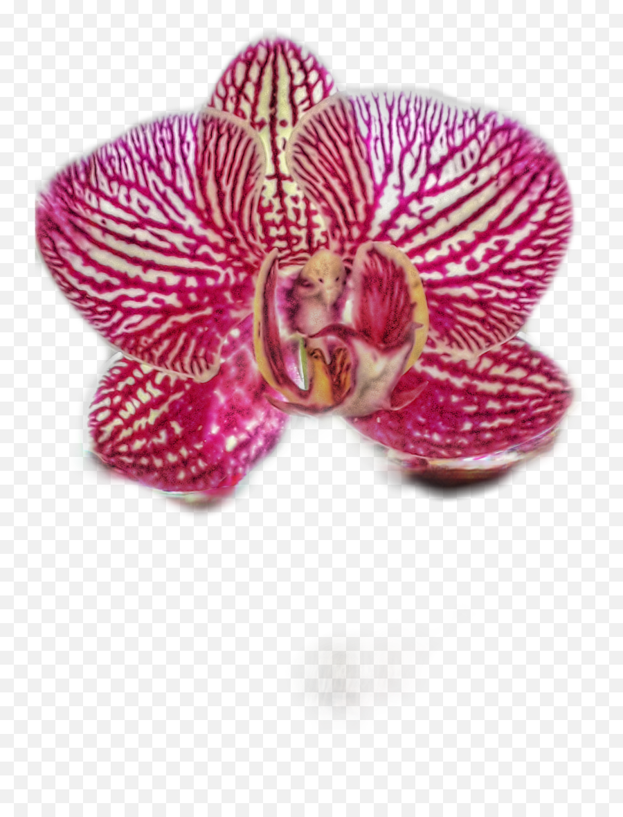 Orchid Phalaenopsis Sticker - Moth Orchid Emoji,Orchid Emoji