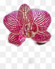 Orchid Phalaenopsis Sticker - Moth Orchid Emoji,Orchid Emoji