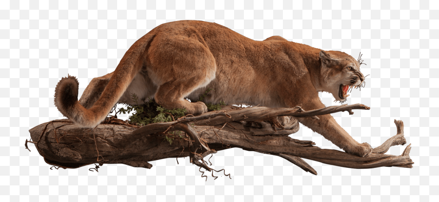 Mountain Lion Ml109 Our Work Kanati Studio Emoji,Cougar Emoji