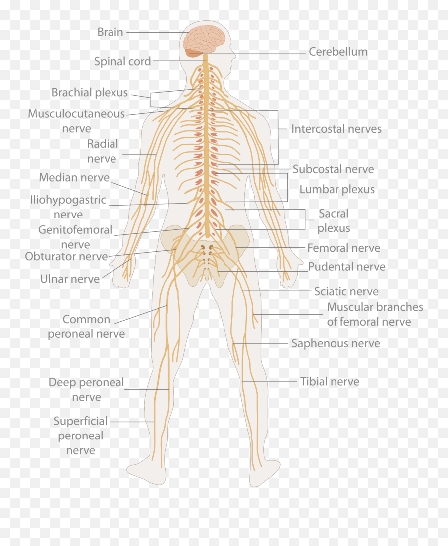 Nervous System - Labeled Nervous System Diagram Emoji,Expression Of Emotions In Man And Animals Wikipedia