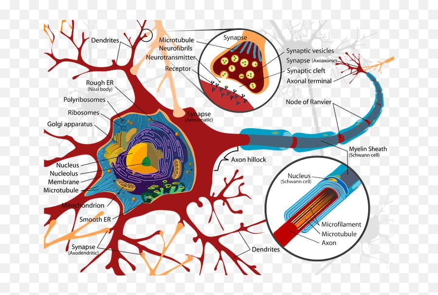 Schenck Hs Science - Introduction To Anatomy And Brain Cell Organelles Emoji,Emotions In The Body Worksheet