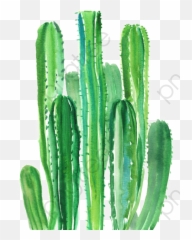 Cactuspng - Cactus Png Pastel Green Watercolor Cactus San Pedro Cactus Emoji,Cactus Art Emoji