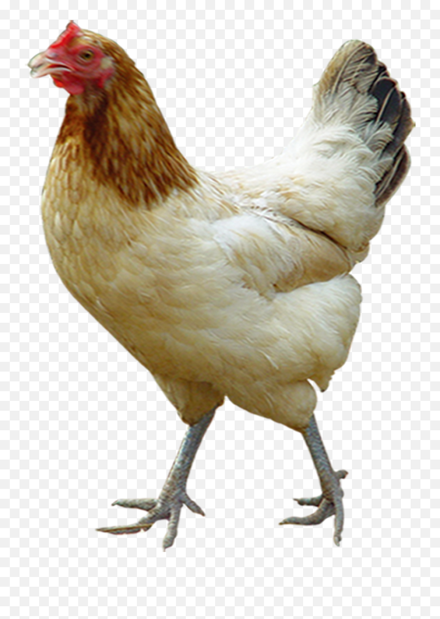 Chicken - Chicken Pictures White Background Emoji,Facebook Emotions Chickens