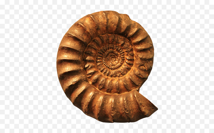 Free Photo Fossils Petrification Ammonites Cephalopods - Max Emoji,Petrified Emoticon