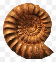 Free Photo Fossils Petrification Ammonites Cephalopods - Max Emoji,Petrified Emoticon