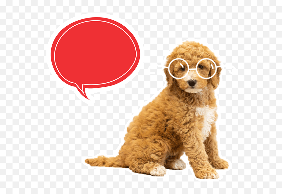 Vivadogs - Monthly Dog Subscription Boxes Emoji,Cheesin Emoji