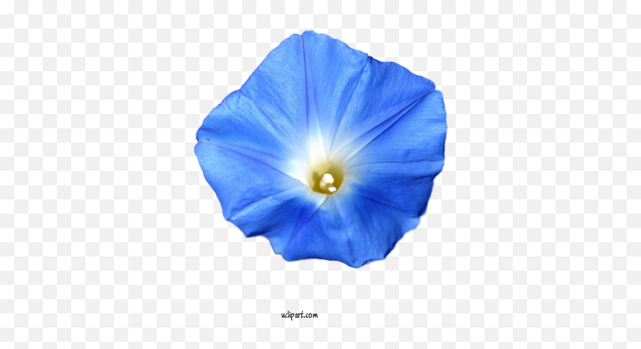 Flowers Beach Moonflower Cobalt Blue Flower For Flower Emoji,Lotus Emoji Flower