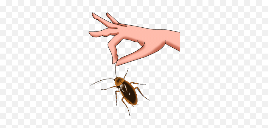 Moving Cockroach - Pest Control Emoji,Cockroach Emoji