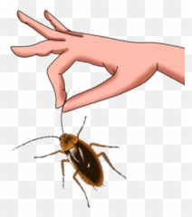 Moving Cockroach - Pest Control Emoji,Cockroach Emoji
